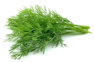 Picture of Dill, 1 pcs