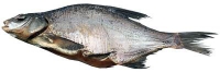 Picture of Dried Salted Bream  ±250g